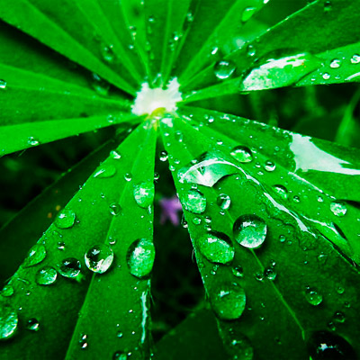 呼叫软件天天呼